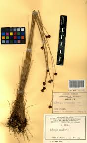 Image result for Bulbostylis filamentosa