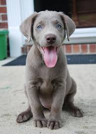Breeders of chocolate, black labrador puppies for adoption in southern, northern california. Today I Learned About Silver Labs Their Adorableness Is Overwhelming Puppies Cute Labrador Puppies Lab Puppies