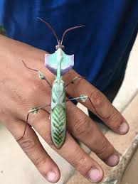 Some people suggest it is one of the largest known to science. Exotic Praying Mantis Id Help Insects