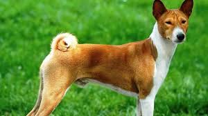 25 Most Dangerous Dog Breeds Dogs Big Tall Wide Heavy Huge And Unbelievable Kopek Turleri Sevimli Kopek Yavrulari Ve Evcil Hayvanlar