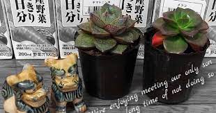 ｃｏｏさんの投稿 お出かけ先 多肉植物 100均 多肉女子 タニラー 多肉植物 徒長 多肉