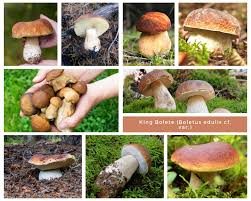 Image result for Boletus variipes