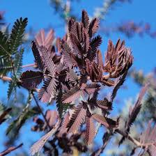 Image result for Acacia montigena