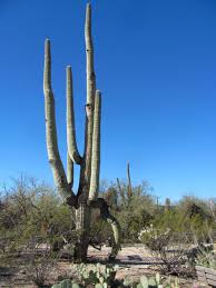 Otrzymaj 19.000 s stockowego materiału wideo giant saguaro cactus, its long z 29.97 kl./s. Spectacular Saguaro Specimens On Sabino Canyon Trail Local News Tucson Com
