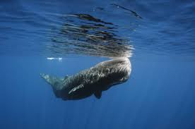 A veces conocido como vómito de ballena, se cree que ocasionalmente se regurgita, pero con mayor frecuencia pasa. Sabia Que El Ambar Gris Es Caca De Cachalote Gente Entretenimiento El Universo