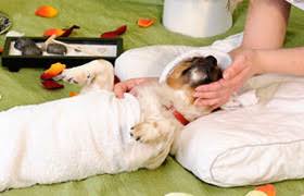 We did not find results for: The Pet Spa Dubai Petterr