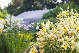 You can make flowers delivery to springfield on the phone: Lily Garden Springfield Greene County Park Board