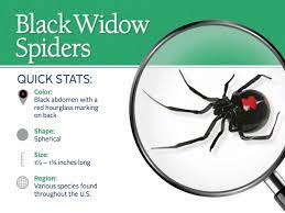 N the united states, a black widow bite rarely leads to death. Black Widow Spiders Facts Extermination Information