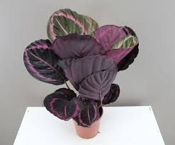 15 Gorgeous Purple Houseplants Purple Plants House Plants Bedroom Plants