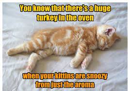Lolcats Thanksgiving Lol At Funny Cat Memes Funny Cat Pictures With Words On Them Lol Cat Memes Funny Cats Funny Cat Pictures With Words On