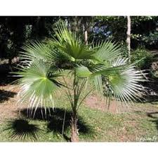 Image result for Coccothrinax argentea