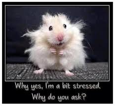 Stressed 10 8 X 10 Tee Shirt Iron On Transfer Funny Animal Jokes Funny Animal Pictures Animal Jokes