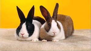 Il problema è che il piccolo coniglio è frenetico, divora i pellet ed è sempre alla ricerca di cibo (la ciotolina nella gabbia una volta vuola la fa volare da una parte all'altra.una peste:) grazie in. Coniglio Testa Di Leone Carattere Alimentazione Consigli