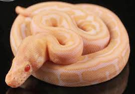 What color is a ball python? Ball Python Morph Galleryballpythonmorphgallery Com