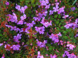 Gardening guru lynda hallinan on nz's most lovable shrubs. Exotic Shrubs The Trees Flowers Of Whangarei