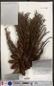 Image result for Eremospatha cuspidata