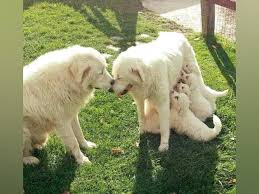 Pastore maremmano abruzzese | allevamento amatoriale della conca, luco de marsi, italy. L Amore Visto Dagli Occhi Del Pastore Abruzzese Il Simbolo D Abruzzo Commuove Il Web Abruzzolive