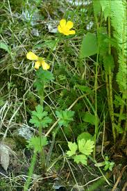 Image result for Ranunculus oreophytus