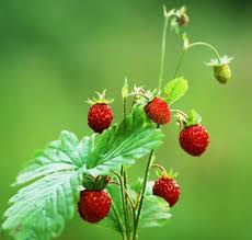 Wilde Erdbeere Inhaltsstoff Wilde Erdbeere Parfums Und Atherische Ole Fragaria Vesca Rosaceae Wilde Erdbeeren Erdbeerpflanzen Erdbeeren Pflanzen