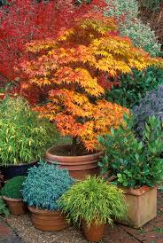 A year round colour factory, the 'sango kaku' japanese maple, commonly known as coral bark. Japanese Maples How To Plant Care And Prune Garden Design