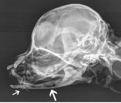 Dog with deformed mouth set to be euthanized, then vet takes a look at his X -ray and makes a huge decision... full story in comments 👇🏻😢