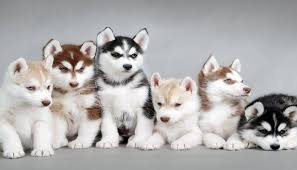 Resultado de imagen de husky siberiano