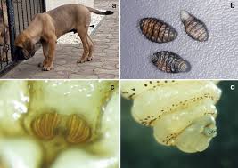 This video is of a shorkie puppy that is recovering from a surgery that removed the botfly larvae from. Dermatobia Hominis In A Dog Imported From Brazil To Romania Parasites Vectors Full Text