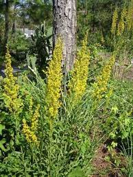 Seaside Goldenrod Is One Of The Most Hardy Native Groundcovers And Has Beautiful Yellow Flowers For Most Of The Year Florida Native Plants Native Plants Plants