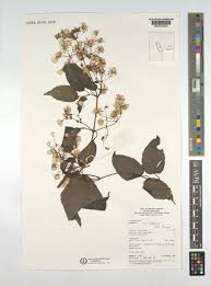 Image result for Clematis simensis