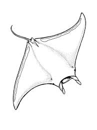 They can be as long as twenty five feet and they can weigh as much as thirteen hundred pounds. 32 Manta Ray Coloring Pages Ideas Manta Ray Coloring Pages Manta