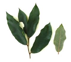 Image result for Parinari excelsa