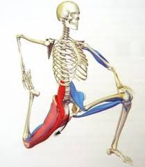 Most modern anatomists define 17 of these muscles, although. è…¹ç­‹500å›ž ã‚¹ã‚¯ãƒ¯ãƒƒãƒˆ15å›ž ç—©ã›ã‚‹ç­‹ãƒˆãƒ¬ã«ã¯ã‚¹ã‚¯ãƒ¯ãƒƒãƒˆ ï¼˜ã‚«ã‚¦ãƒ³ãƒˆã§ã‚†ã£ãã‚ŠãŒåŠ¹æžœçš„ã ãã†ã§ã™ Muscle Stretches Psoas Muscle Tight Hip Flexors