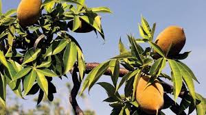 Examples of australian native plant foods include the fruits quandong, kutjera, muntries, riberry, davidson's plum, and finger lime. Australia S Science Channel The Little Known Native Foods About To Change The World