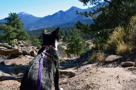 Prepare Your Cat For A Life Of Travel Adventure Cats