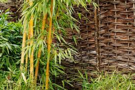 Hgtv recommends that, rather than planting bamboo, you should consider alternative screening plants and grasses. Bamboo Symbolism Archi Living Com