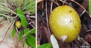 Image result for Parinari capensis