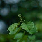 Image result for Tacazzea