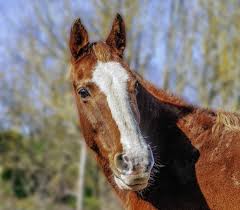 We did not find results for: Outer Banks Wild Horses Get Mass Dna Testing To Uncover True Lineage