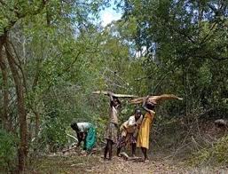 Image result for Carpolobia goetzei