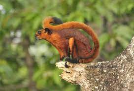 Red Giant Flying Squirrel Flying Squirrel Squirrel Red Giant
