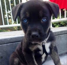 Baby Pitbull Dog Black And White 14 Insanely Adorable Dog Mixes Pitbull Puppies Cute Animals Baby Animals