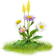 Happy Easter 6 126 Png Liked On Polyvore Featuring Flowers Garden Easter Plants Spring And Effect Cartoon Flowers Plants Flowers