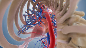 The arteries and veins on the vessel man model note that pulmonary arteries and veins are colored by type in the labels but colored red or blue based on oxygenation on the model itself. Superior And Inferior Venae Cavae