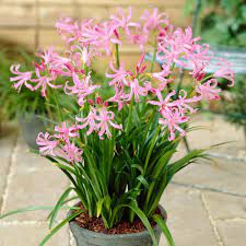 Nerine Bowdenii Longfield Gardens