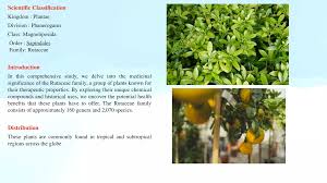 Image result for Rutaceae