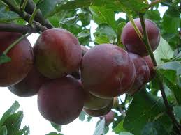 Image result for prunus domestica renkloda althana