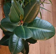 The popularity of the rubber plant as an ornamental plant is due to its large, glossy, and leathery foliage. Rubber Plant Leaves Turning Yellow How To Fix It Osera