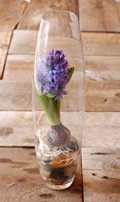 Hail To The Hyacinth Ways To Display Bulb Flowers Bulb Bulb Vase