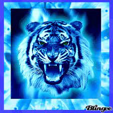 Blue Tiger Tiger Pictures Blue Tigers Big Cats Art