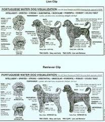 42 Best Pwd Grooming Images Portuguese Water Dog Dogs
